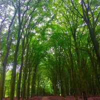 camping-hoog-soeren-hoog-soeren-drbyy
