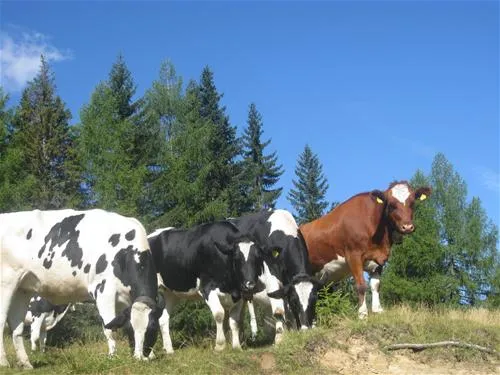 schluga-camping-hermagor-hermagor-uolzk