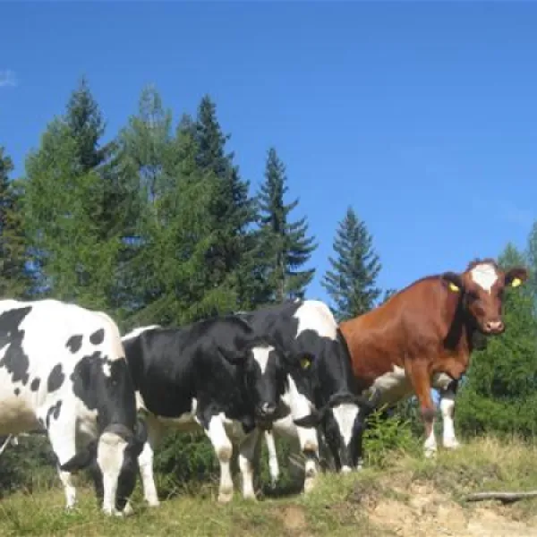 schluga-camping-hermagor-hermagor-uolzk