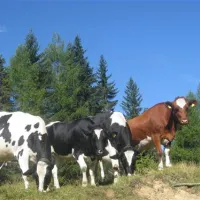 schluga-camping-hermagor-hermagor-uolzk