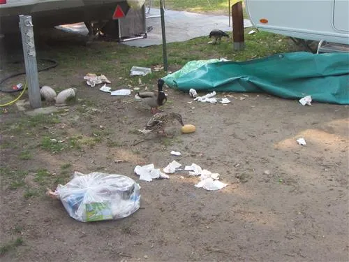 camping-sanssouci-zu-potsdamberlin-berlinpotsdam-wsbfg