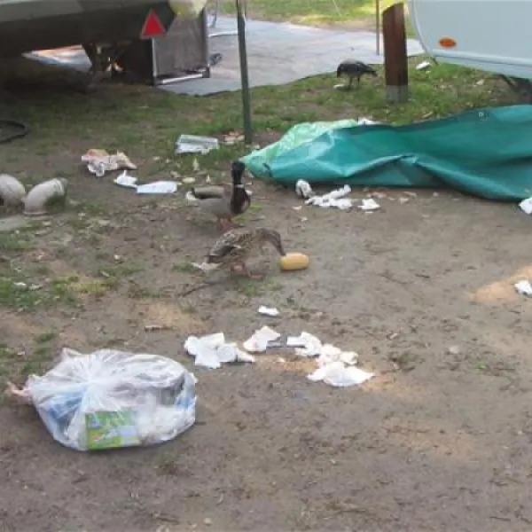 camping-sanssouci-zu-potsdamberlin-berlinpotsdam-wsbfg