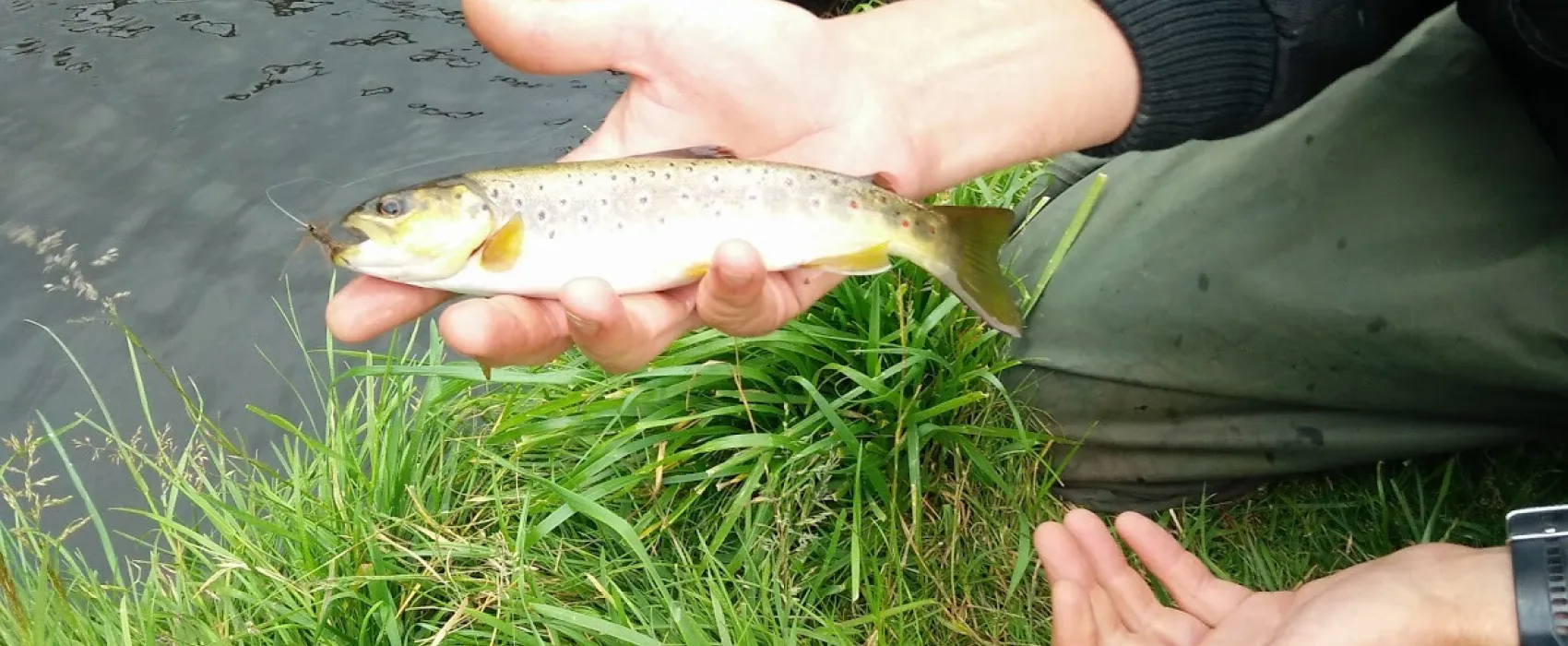 Aalestrup Camping