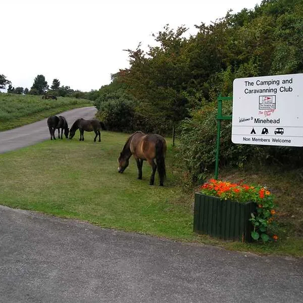 camping-and-caravanning-club-site-minehead-minehead-najxv