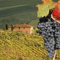 camping-chianti-marcialla-certaldo-firenze-8yq4i
