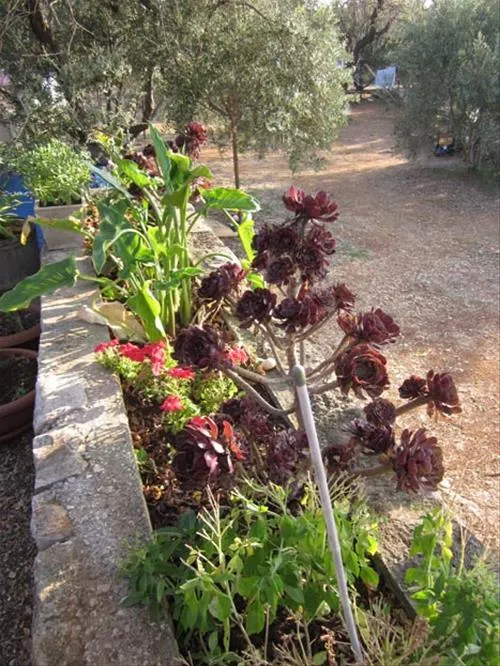 camping-mindel-vela-luka-4zkox