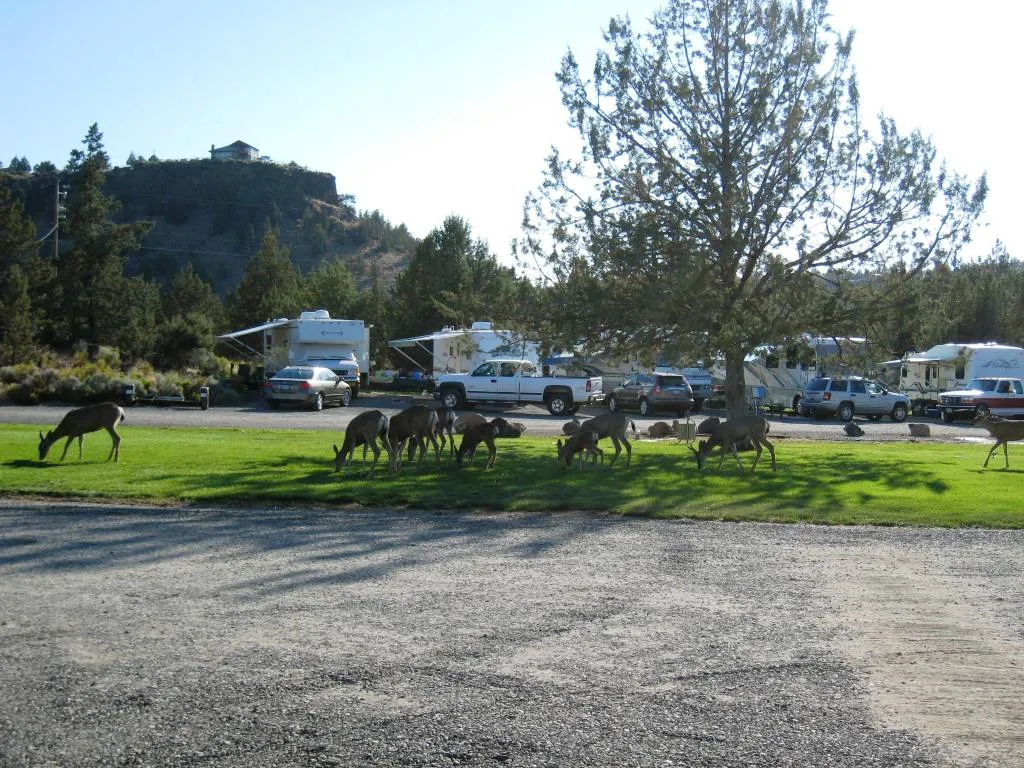 river-ranch-rv-resort-river-ranch-zyjsx