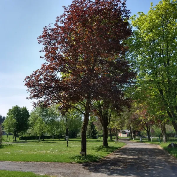 leau-rouge-stavelot-fbiej