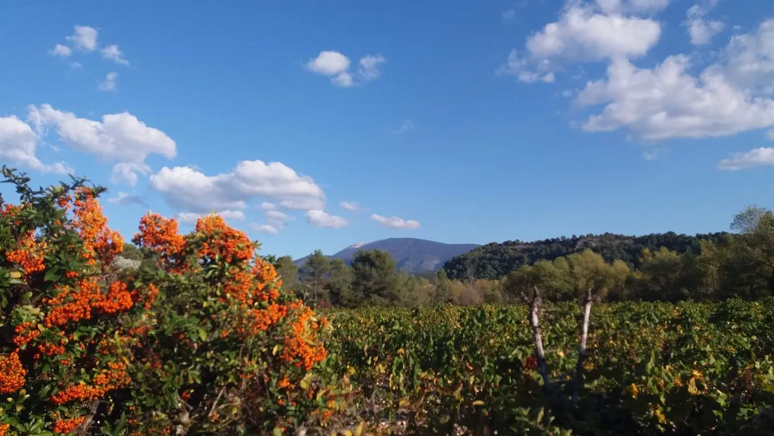 le-voconce-st-marcelin-les-vaison-iosnp