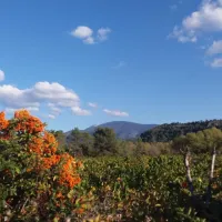 le-voconce-st-marcelin-les-vaison-iosnp