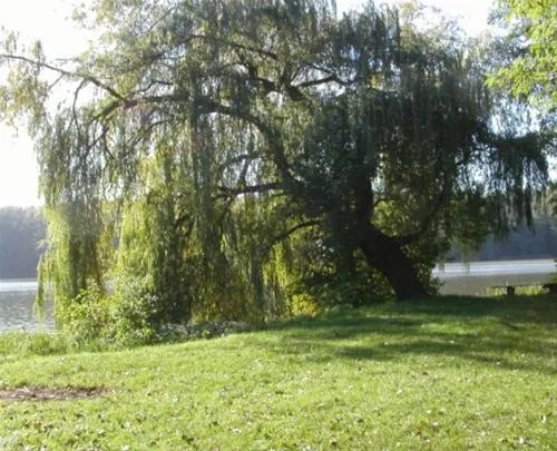 camping-chossewitzer-see-friedland-ot-chossewitz-6ddia