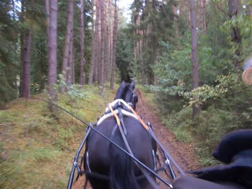 camping-zum-oertzewinkel-munsterkreutzen-2cch3