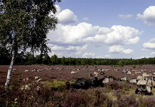 camping-zum-oertzewinkel-munsterkreutzen-fyw5c