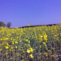 camping-zum-oertzewinkel-munsterkreutzen-nvdm4