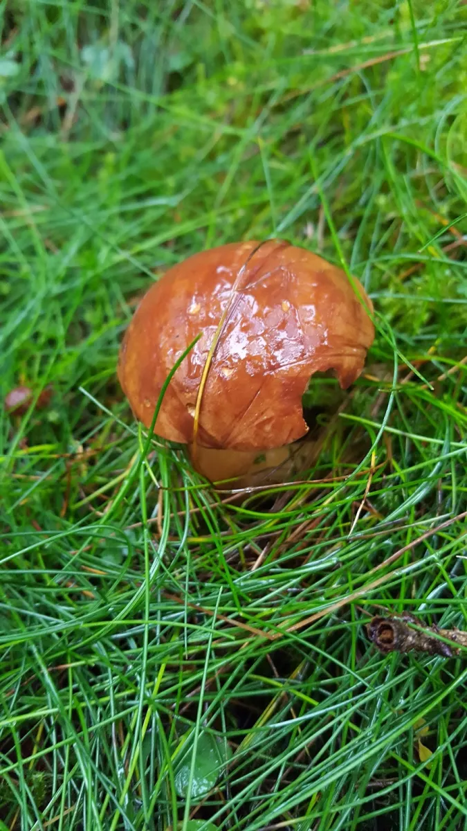 intercamping-grobreitenbach-grobreitenbach-bhhgb