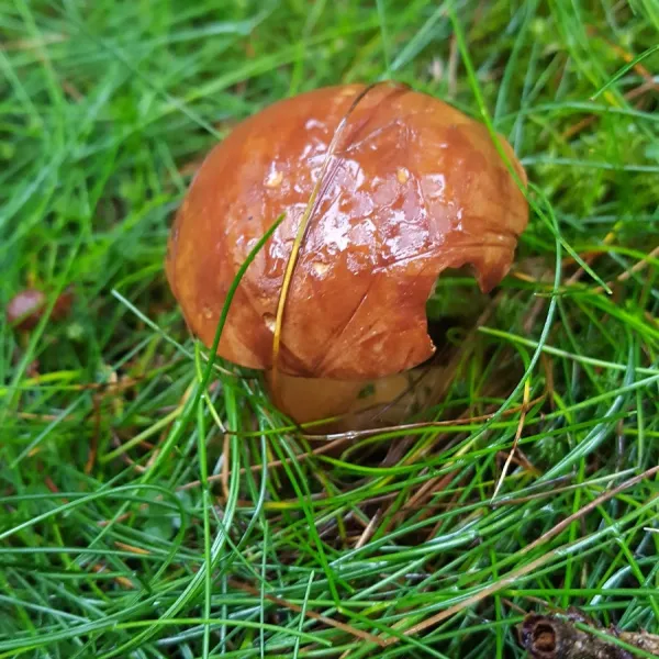 Intercamping Großbreitenbach