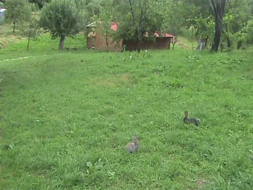camping-zamolxe-sarmizegetusa-9znzg