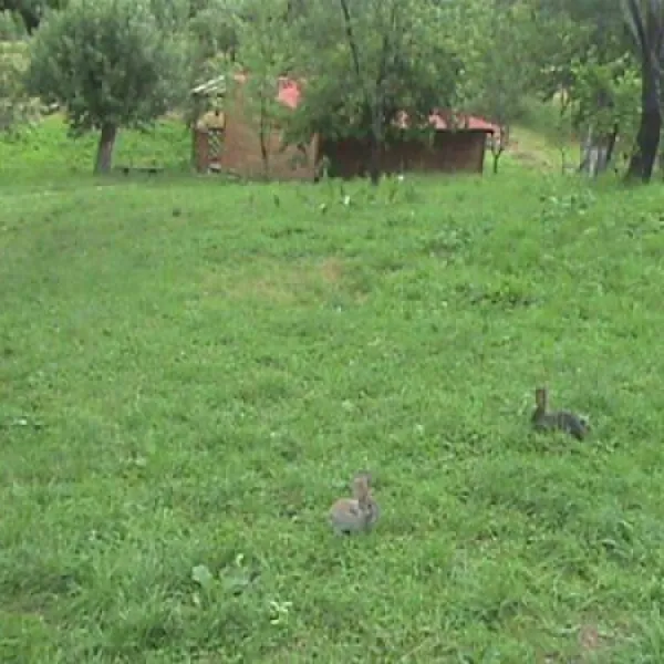 camping-zamolxe-sarmizegetusa-9znzg