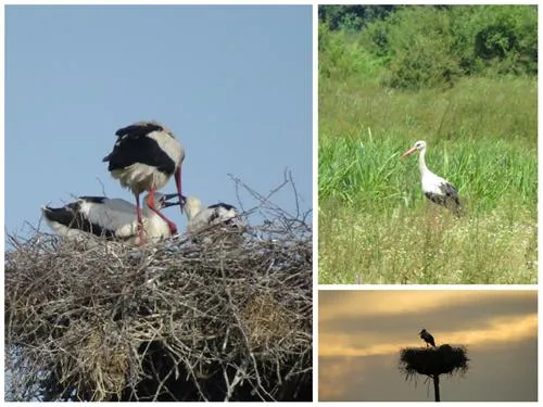 camping-zasavica-sremska-mitrovica-zasavica-ii-j3vlv
