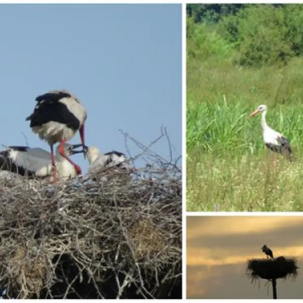 camping-zasavica-sremska-mitrovica-zasavica-ii-j3vlv
