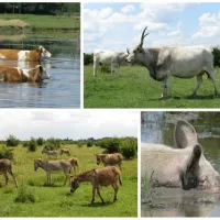 camping-zasavica-sremska-mitrovica-zasavica-ii-jwbcp