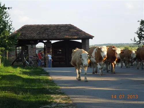 camping-zasavica-sremska-mitrovica-zasavica-ii-m64g1