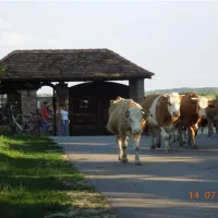 camping-zasavica-sremska-mitrovica-zasavica-ii-m64g1
