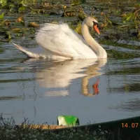 camping-zasavica-sremska-mitrovica-zasavica-ii-qgqlq