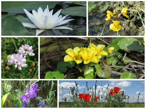 camping-zasavica-sremska-mitrovica-zasavica-ii-wkoik