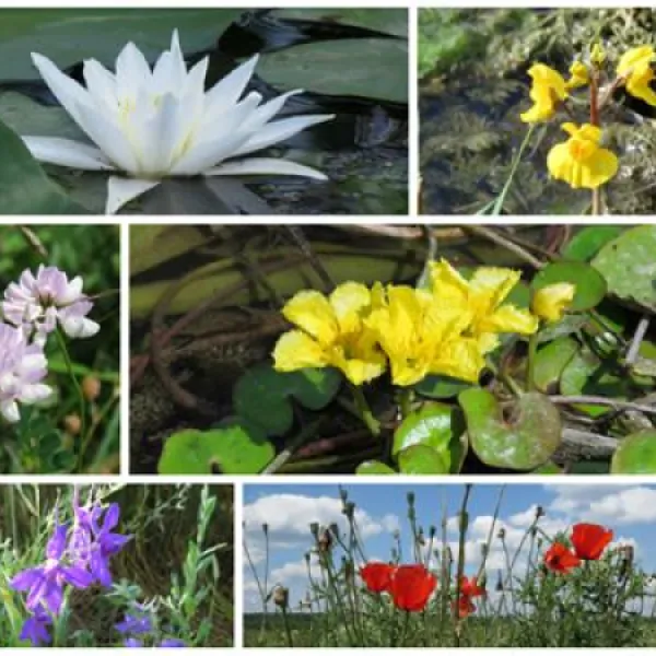 camping-zasavica-sremska-mitrovica-zasavica-ii-wkoik
