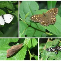 camping-zasavica-sremska-mitrovica-zasavica-ii-zddwi