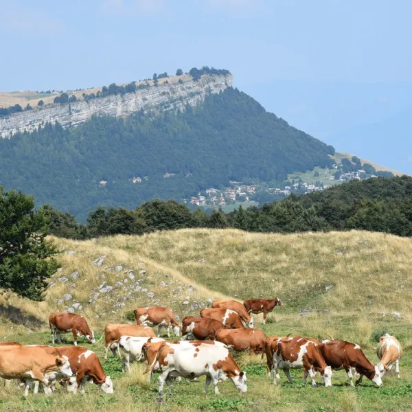camping-villaggio-tiglio-sirmione-lago-di-garda-cid3b