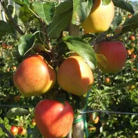 camping-badlerhof-laas-lasa-zpsta
