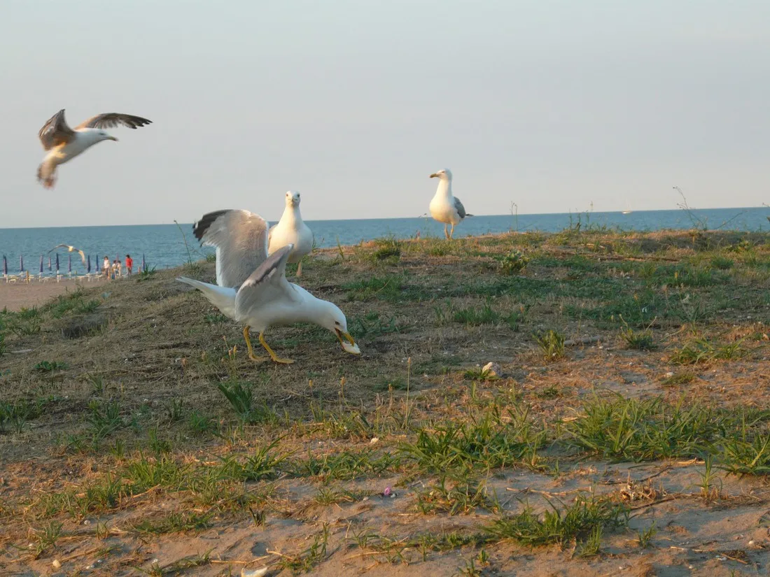 camping-vittoria-rosolina-mare-zgfou