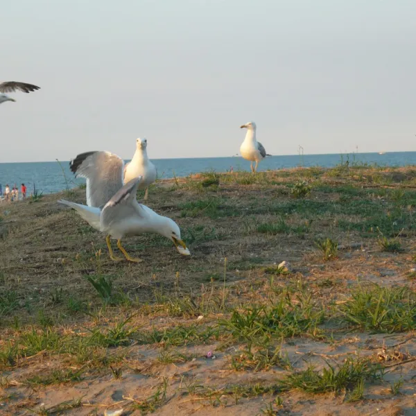 camping-vittoria-rosolina-mare-zgfou