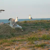 camping-vittoria-rosolina-mare-zgfou
