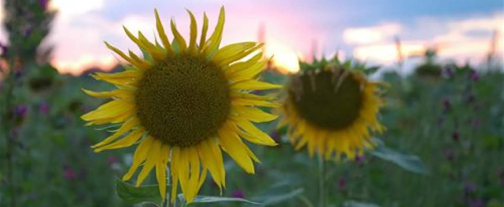 Camping Sonnenland - Freizeitpark
