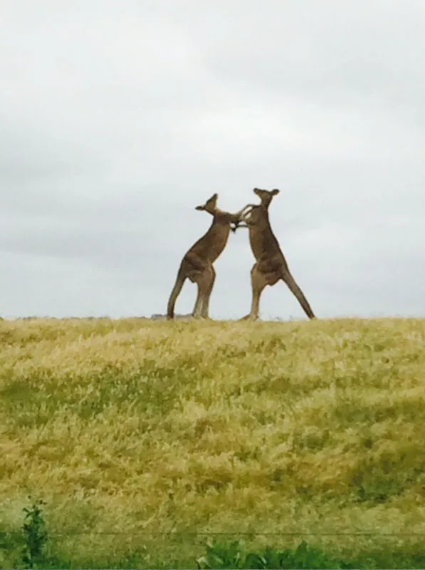 princetown-recreation-reserve-campground-princetown-jn1jo