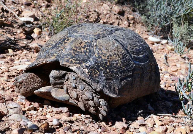 the-travelling-tortoise-campsites-de-rust-sarpt