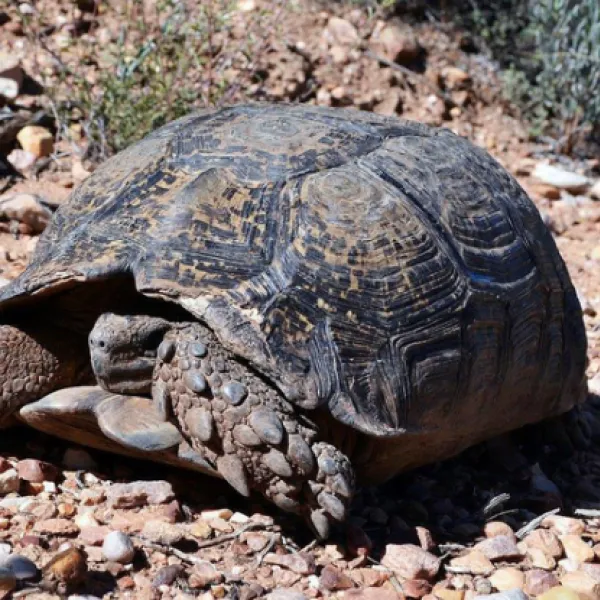 the-travelling-tortoise-campsites-de-rust-sarpt