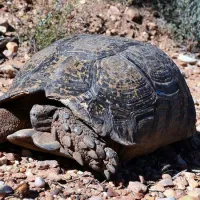 the-travelling-tortoise-campsites-de-rust-sarpt