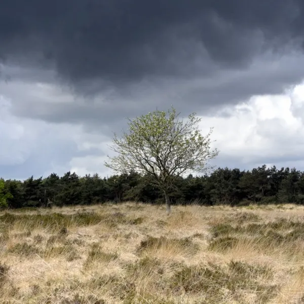 Natuurkampeerterrein Laaghalerveld