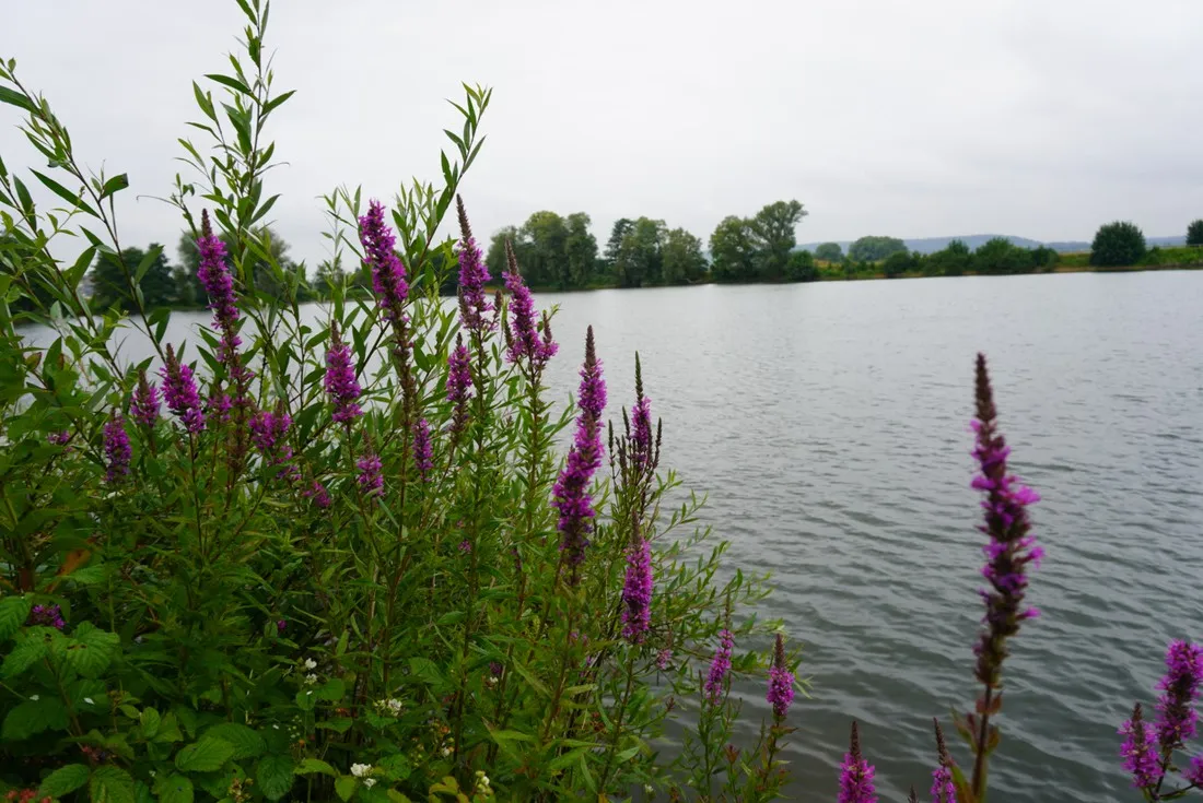 camping-le-lac-douzy-0miql