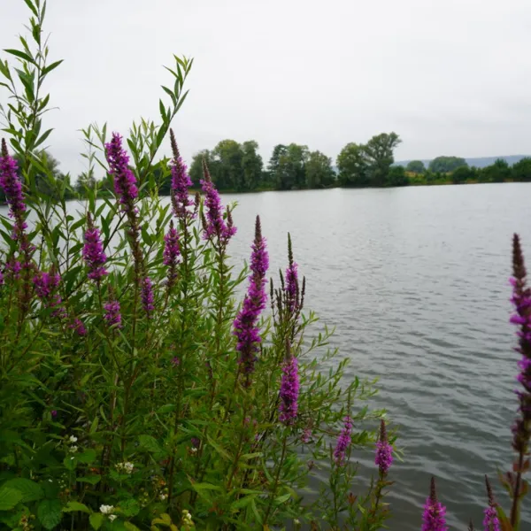 camping-le-lac-douzy-0miql
