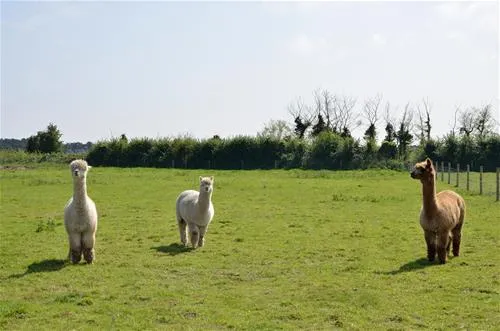 st-margarets-caravan-camp-site-shottisham-ja4az