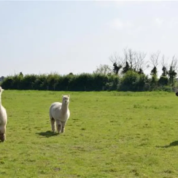 st-margarets-caravan-camp-site-shottisham-ja4az