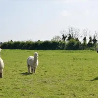 st-margarets-caravan-camp-site-shottisham-ja4az