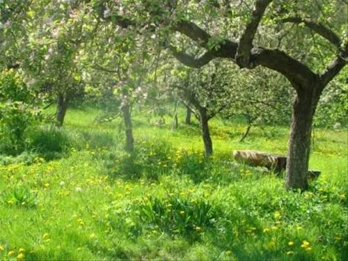 camping-pensiunea-cristal-sucevita-biqsi