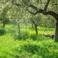 camping-pensiunea-cristal-sucevita-biqsi