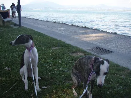 camping-sirmione-sirmione-ozipi